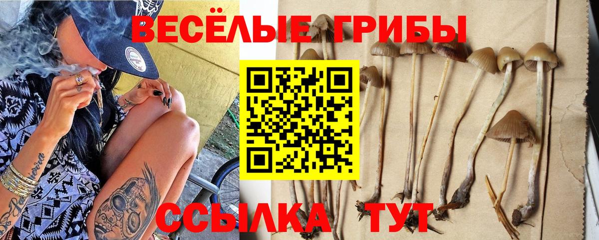 где купить наркоту  Кингисепп  Псилоцибиновые грибы Magic Shrooms  Галлюциногенные грибы прущие грибы 